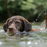 Chocolate labrador