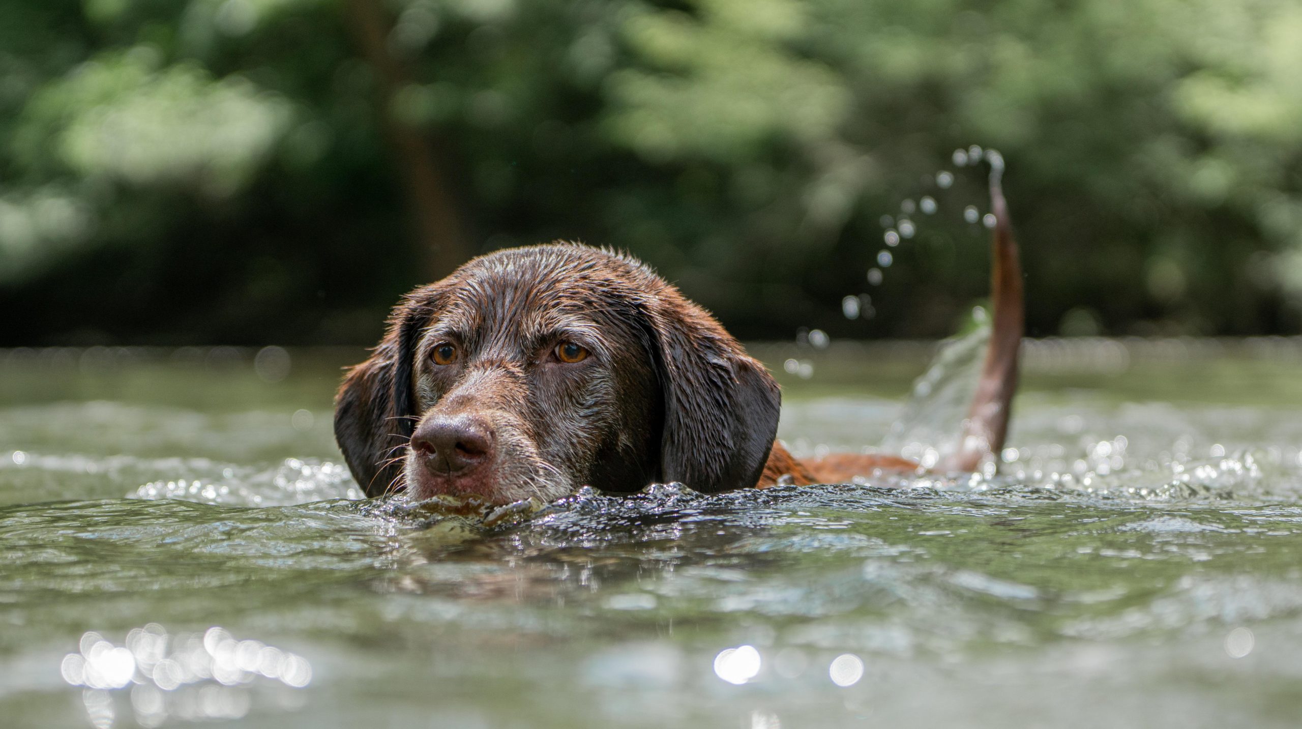 Chocolate labrador